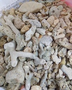 Lợi ích san hô lọc