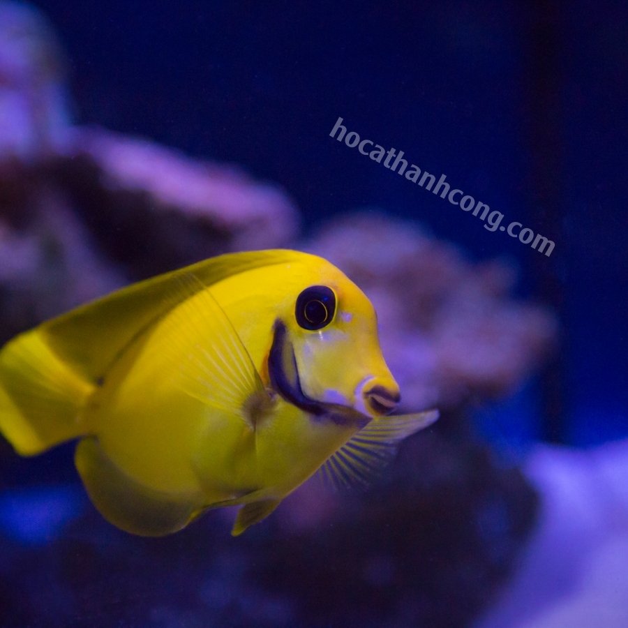 BÊ VÀNG – YELLOW MIMIC TANG (10)