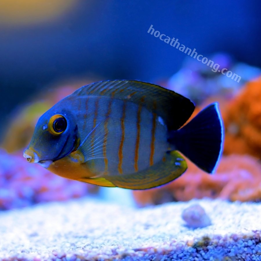 BÊ VÀNG – YELLOW MIMIC TANG (14)