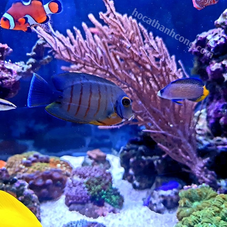 BÊ VÀNG – YELLOW MIMIC TANG (15)