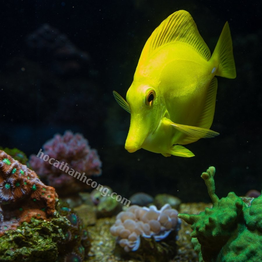 BÊ VÀNG – YELLOW MIMIC TANG (8)