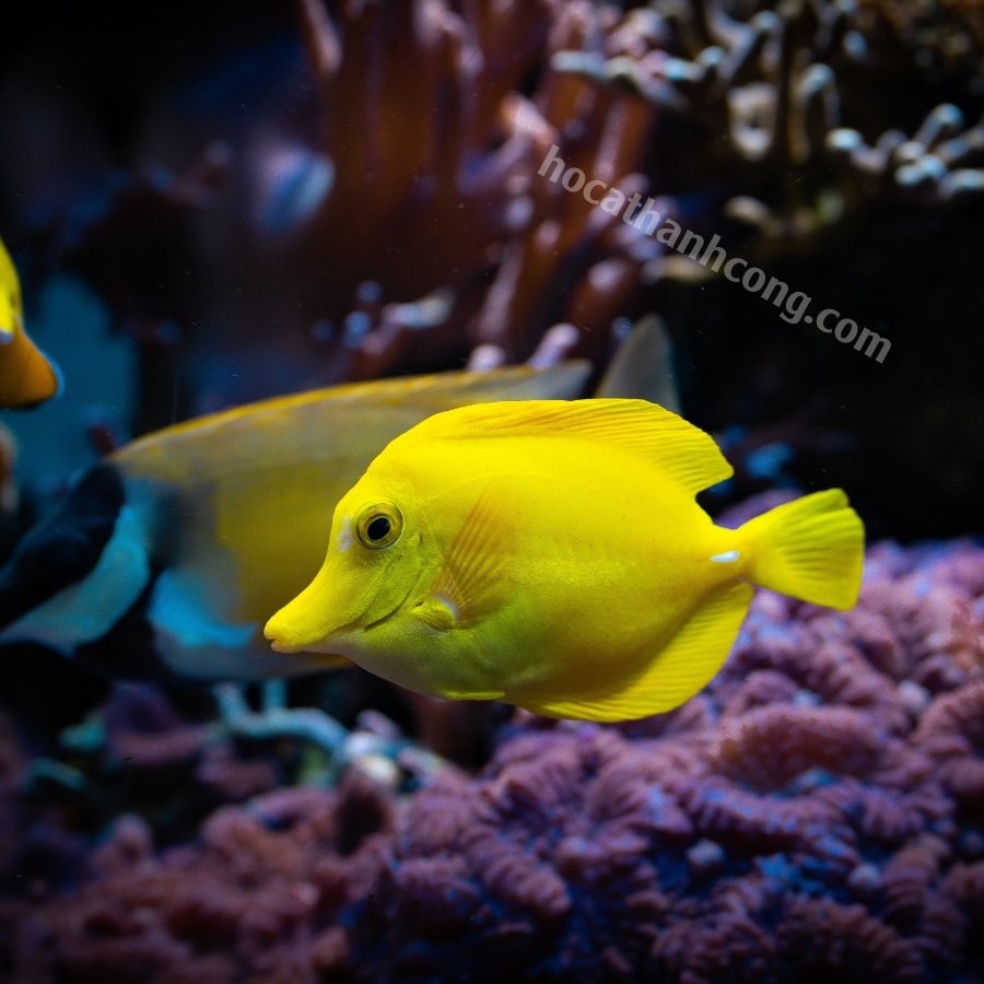 BÊ VÀNG – YELLOW MIMIC TANG (9)