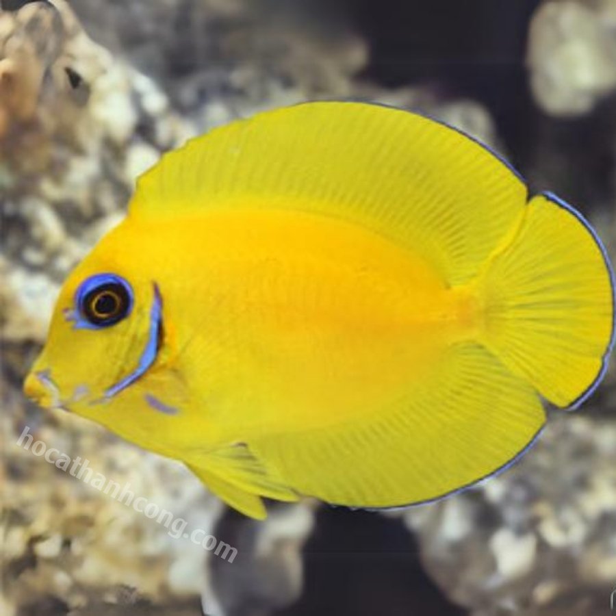 BÊ VÀNG – YELLOW MIMIC TANG BÊ VÀNG – YELLOW MIMIC TANG