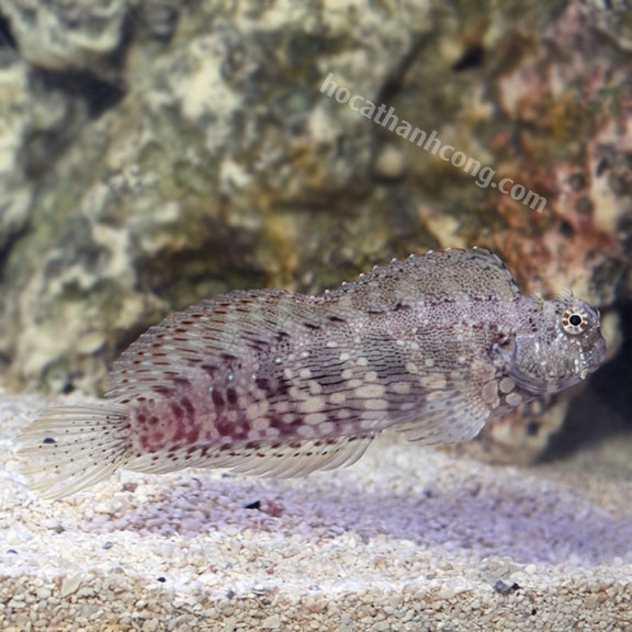 BỐNG ĂN RÊU – SAILFIN_ALGAE BLENNY (2)