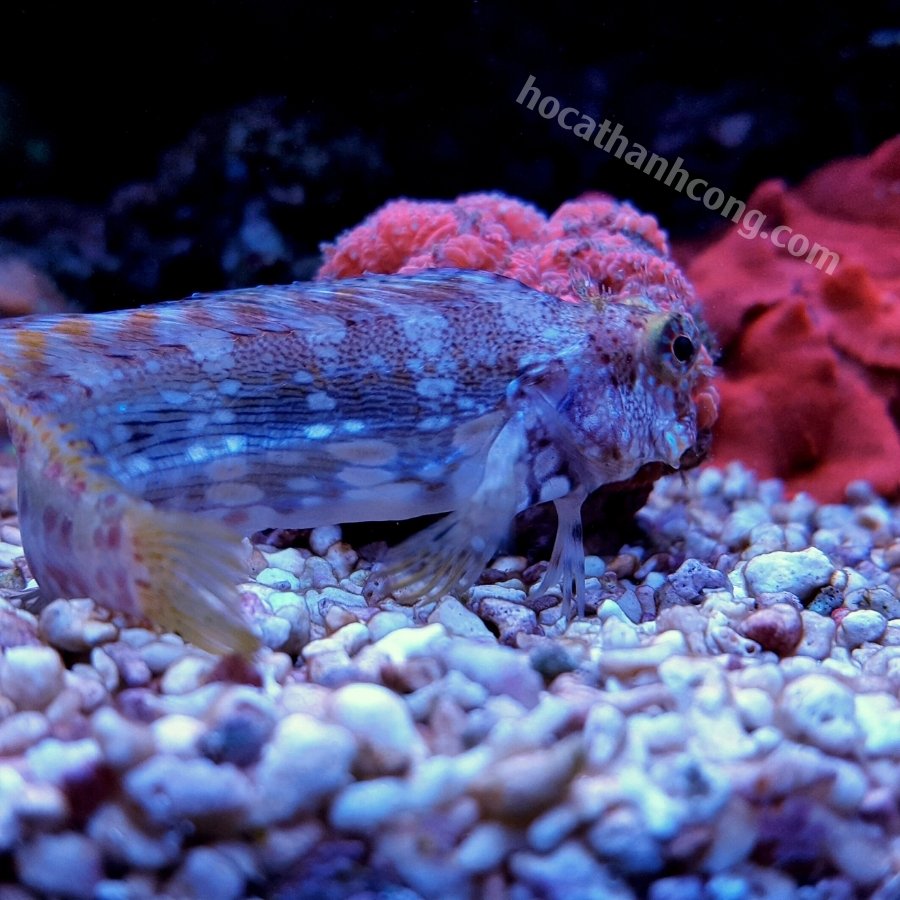 BỐNG ĂN RÊU – SAILFIN_ALGAE BLENNY (3)