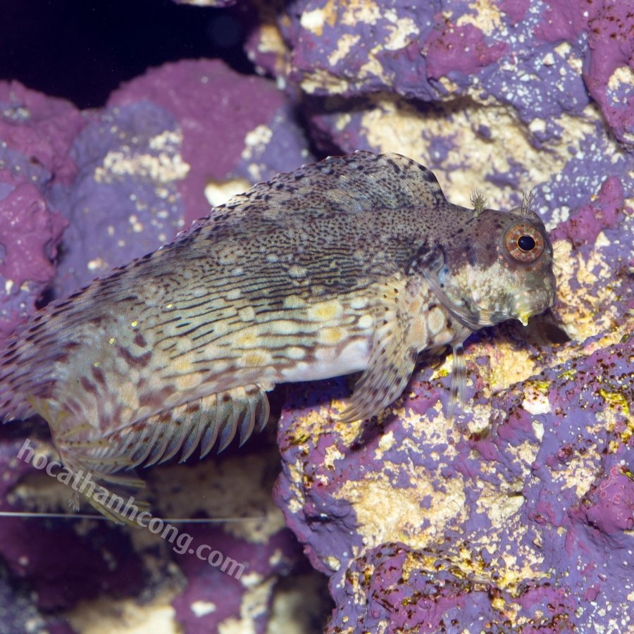 BỐNG ĂN RÊU – SAILFIN_ALGAE BLENNY (4)