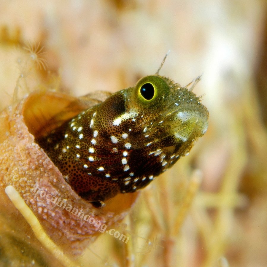 BỐNG ĂN RÊU – SAILFIN_ALGAE BLENNY (5)