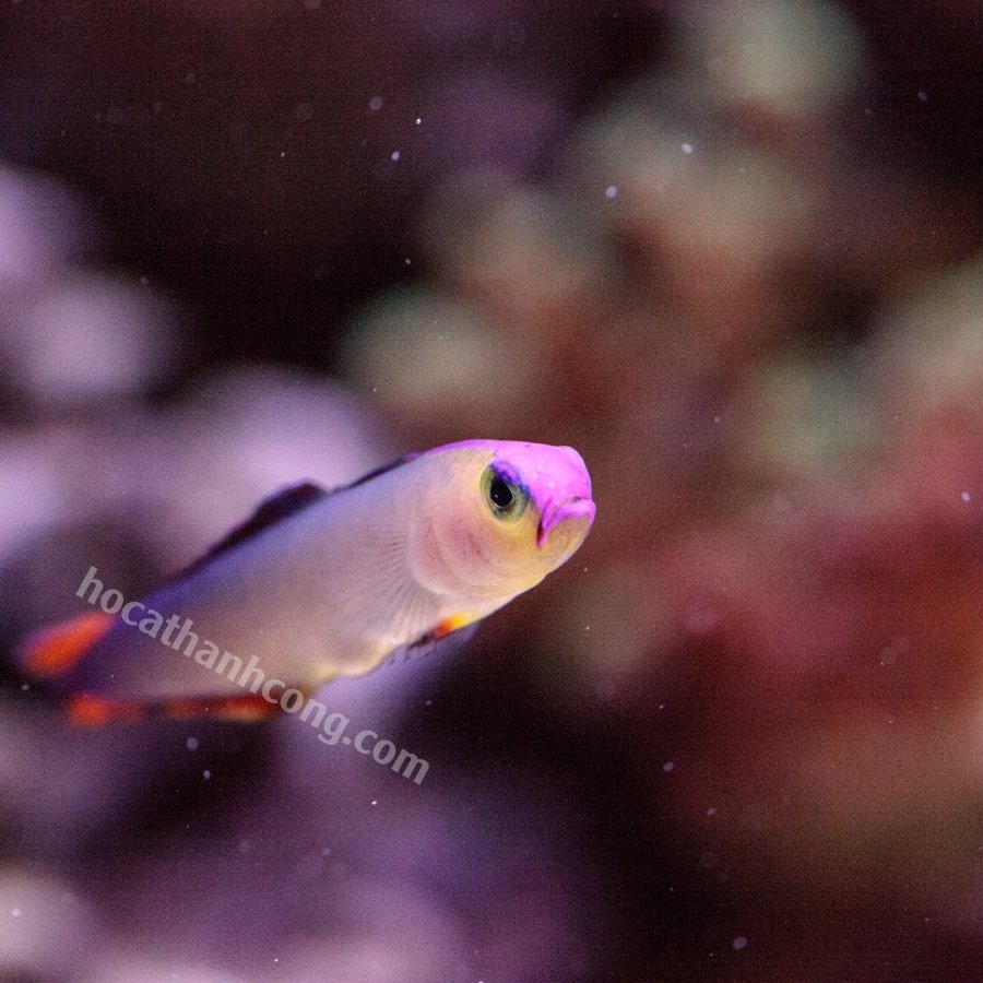 CÁ BỐNG CỜ LỬA CÁ BỐNG CỜ LỬA