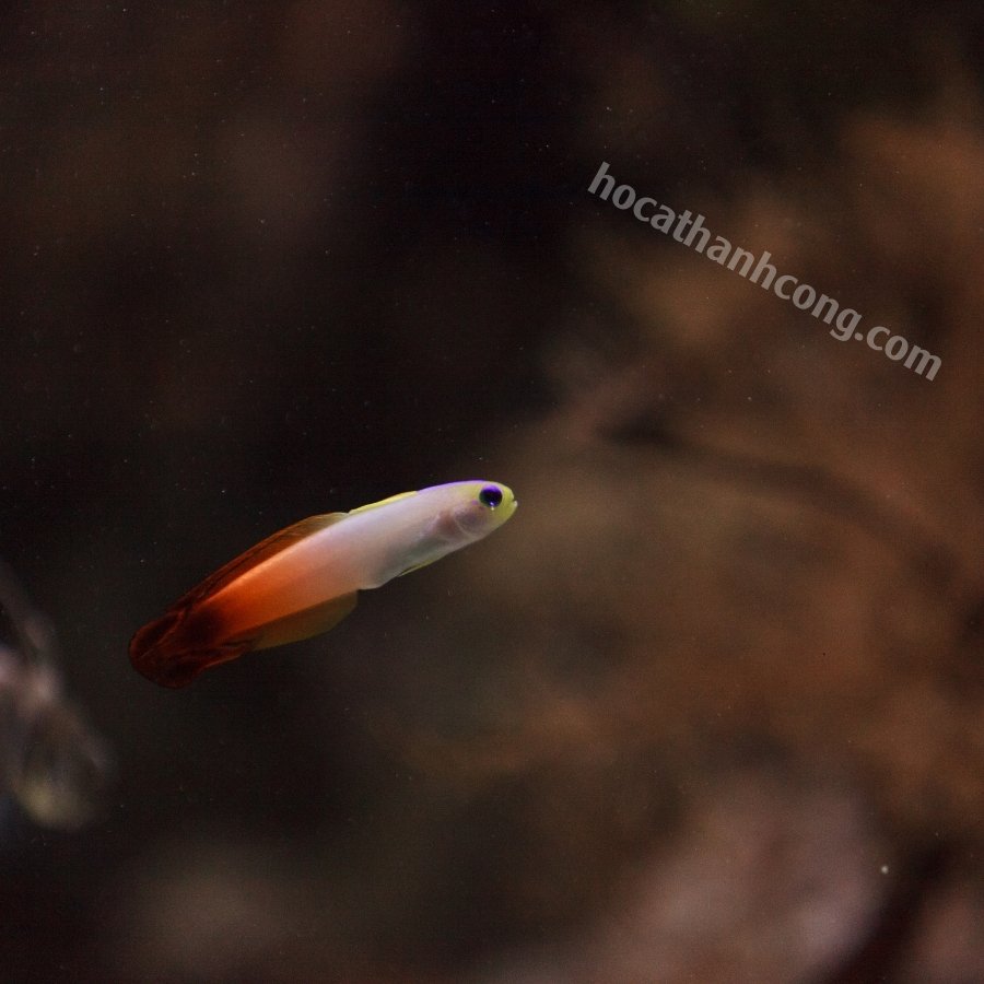 CÁ BỐNG CỜ LỬA – PURPLE FIREFISH (3)