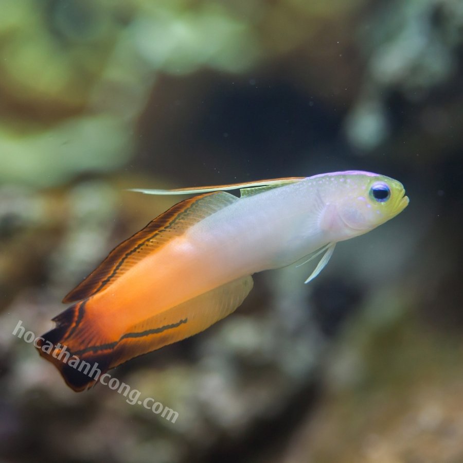 CÁ BỐNG CỜ LỬA – PURPLE FIREFISH (8)