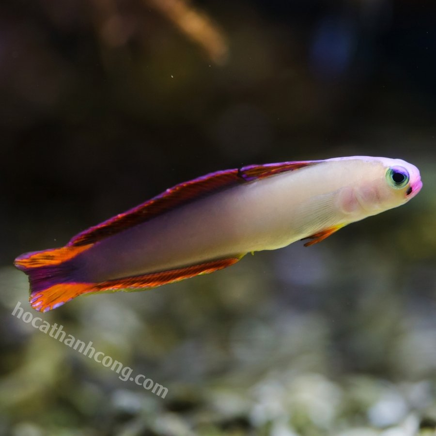 Cá bóng lửa tím Cá bóng lửa tím