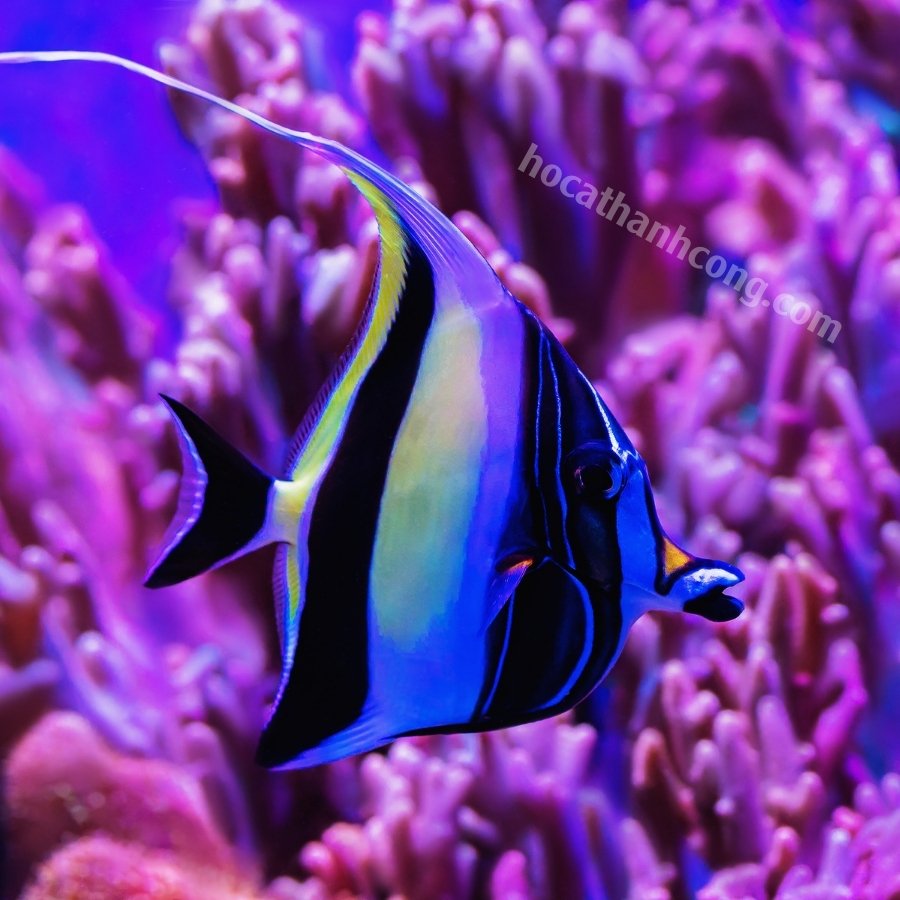 CÁ CHIM CỜ – HENIOCHUS ACUMINATUS (10)