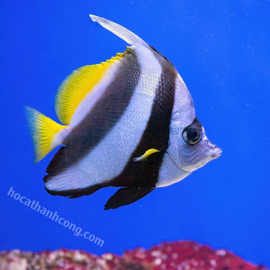 Cá Chim Cờ Cá Chim Cờ