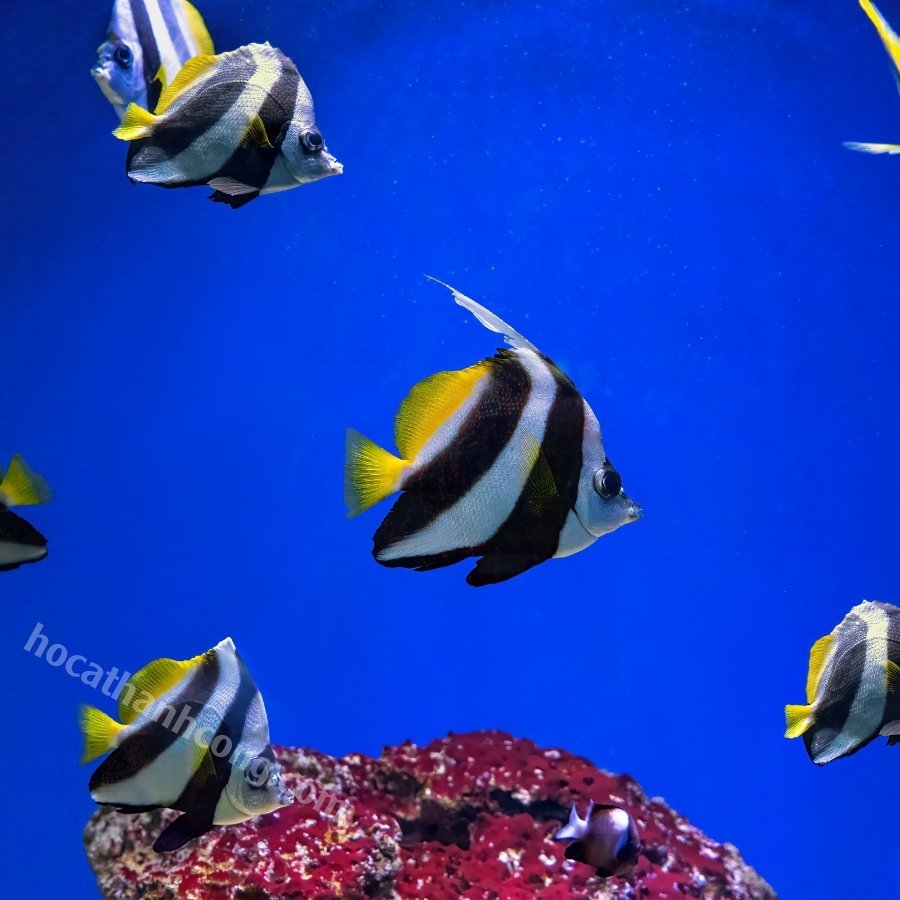 CÁ CHIM CỜ – HENIOCHUS ACUMINATUS (3)