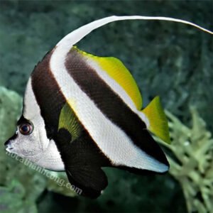 CÁ CHIM CỜ – HENIOCHUS ACUMINATUS