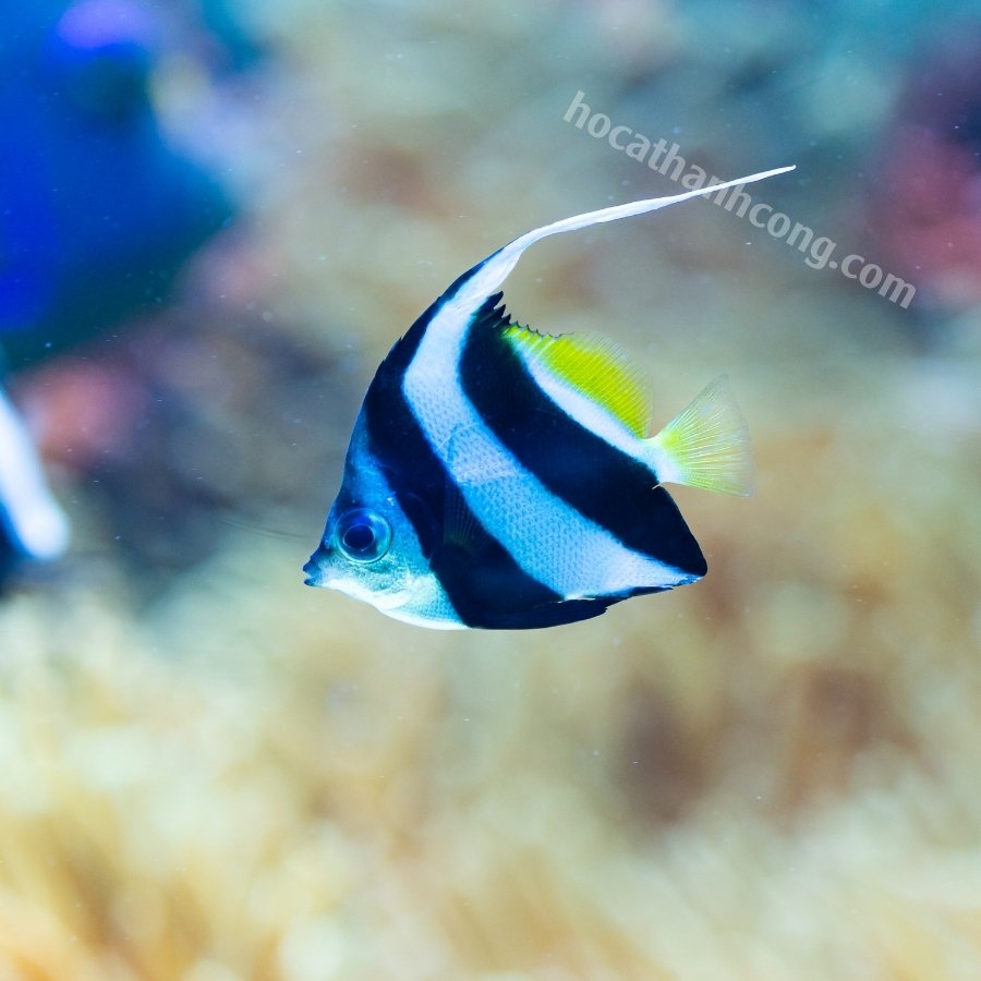 CÁ CHIM CỜ – HENIOCHUS ACUMINATUS (4)