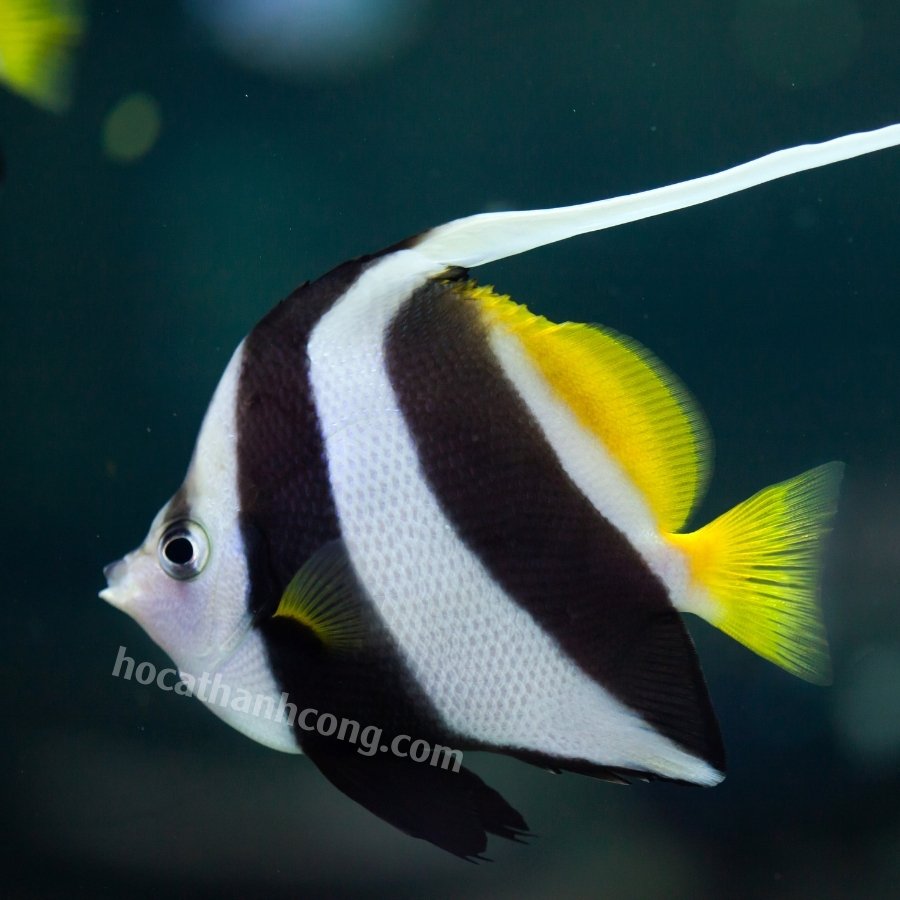 CÁ CHIM CỜ – HENIOCHUS ACUMINATUS (5)