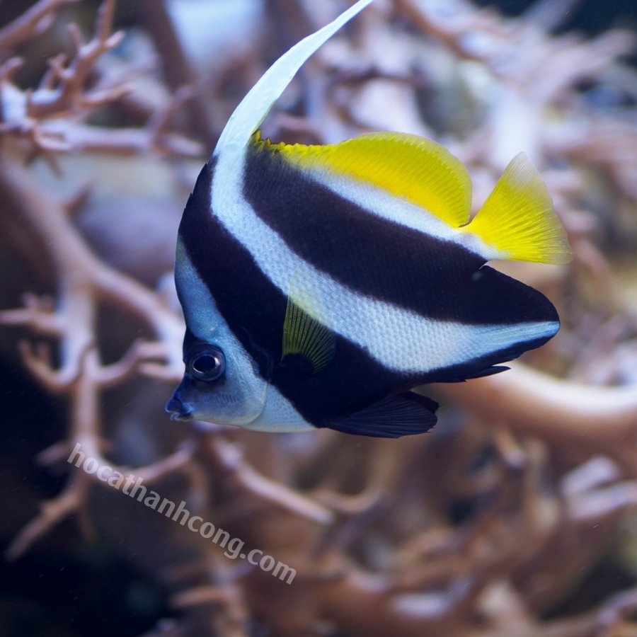 CÁ CHIM CỜ – HENIOCHUS ACUMINATUS (6)