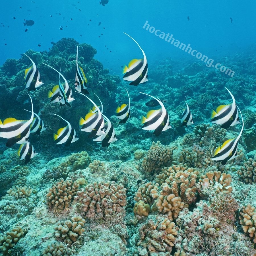 CÁ CHIM CỜ – HENIOCHUS ACUMINATUS (7)