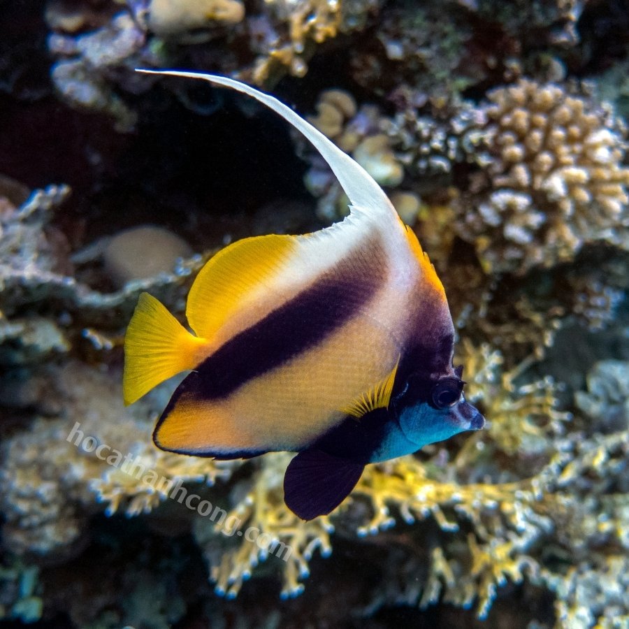 CÁ CHIM CỜ – HENIOCHUS ACUMINATUS (8)