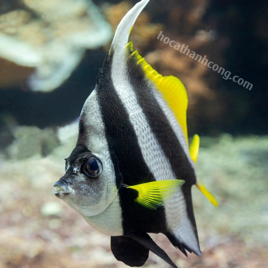 CÁ CHIM CỜ – HENIOCHUS ACUMINATUS (9)