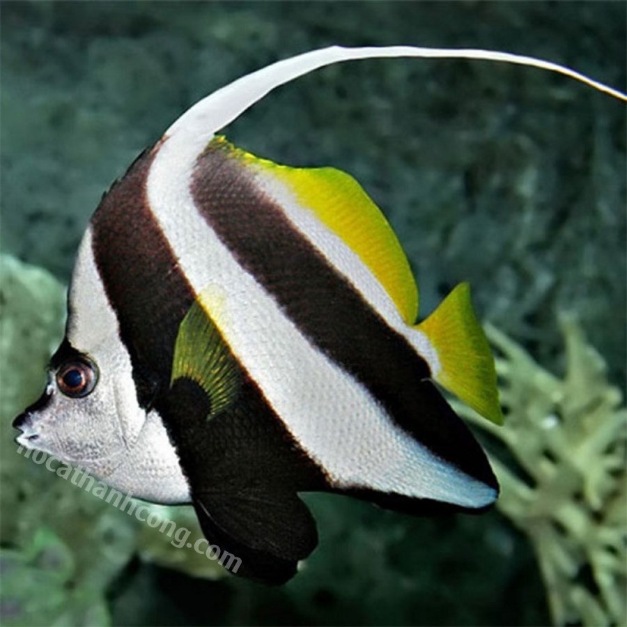 CÁ CHIM CỜ – HENIOCHUS ACUMINATUS CÁ CHIM CỜ – HENIOCHUS ACUMINATUS