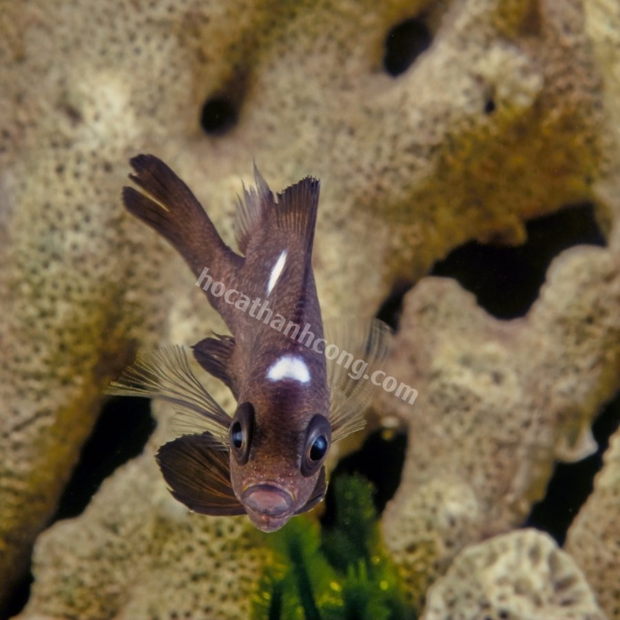 CÁ DOMINO – THREESPOT DAMSELFISH (10)