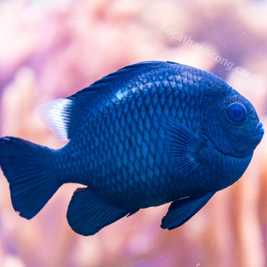 Cá domino Cá domino