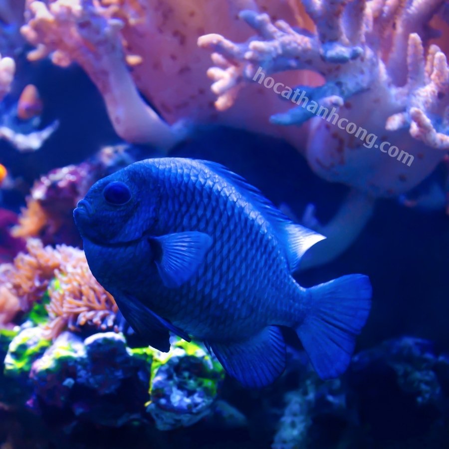 CÁ DOMINO – THREESPOT DAMSELFISH (3)