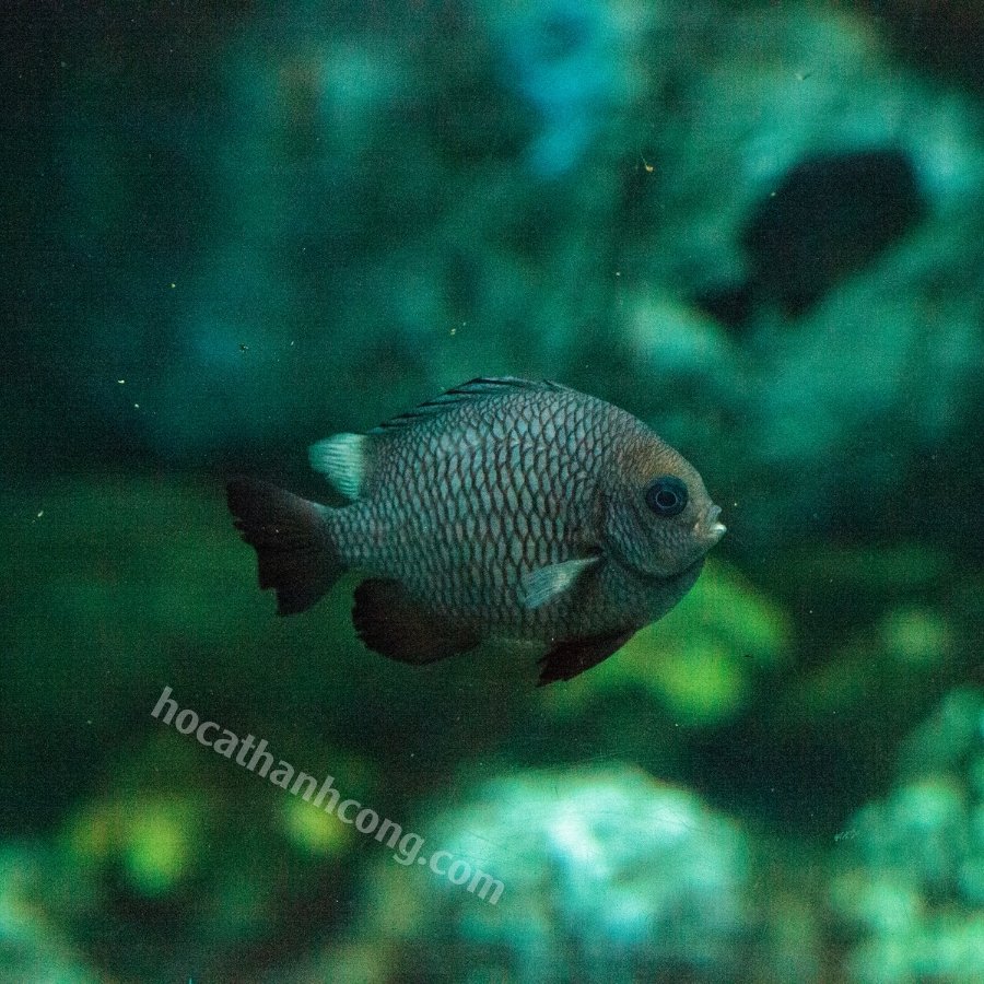 CÁ DOMINO – THREESPOT DAMSELFISH (4)
