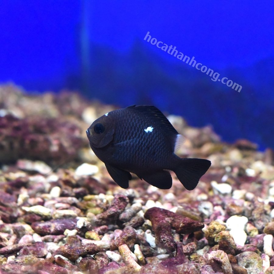 CÁ DOMINO – THREESPOT DAMSELFISH (5)