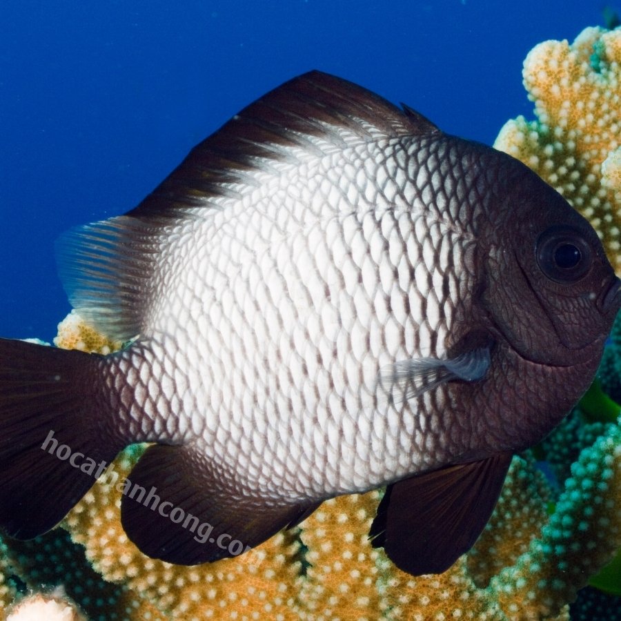 CÁ DOMINO – THREESPOT DAMSELFISH (6)