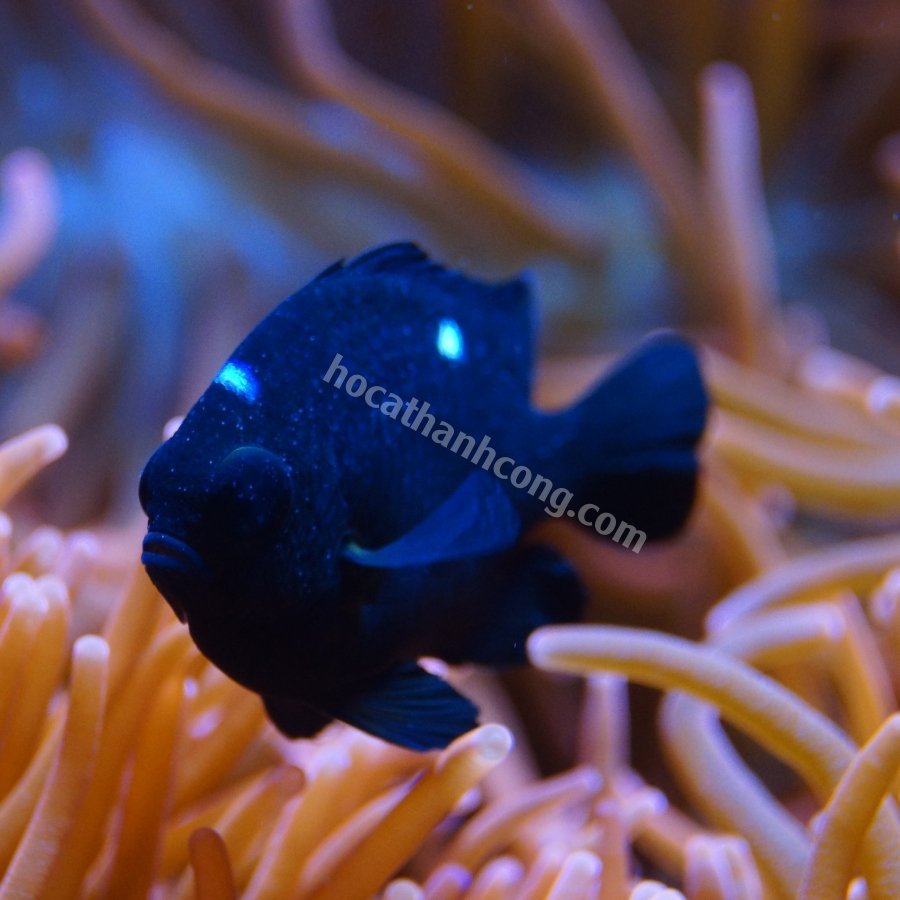 CÁ DOMINO – THREESPOT DAMSELFISH (7)