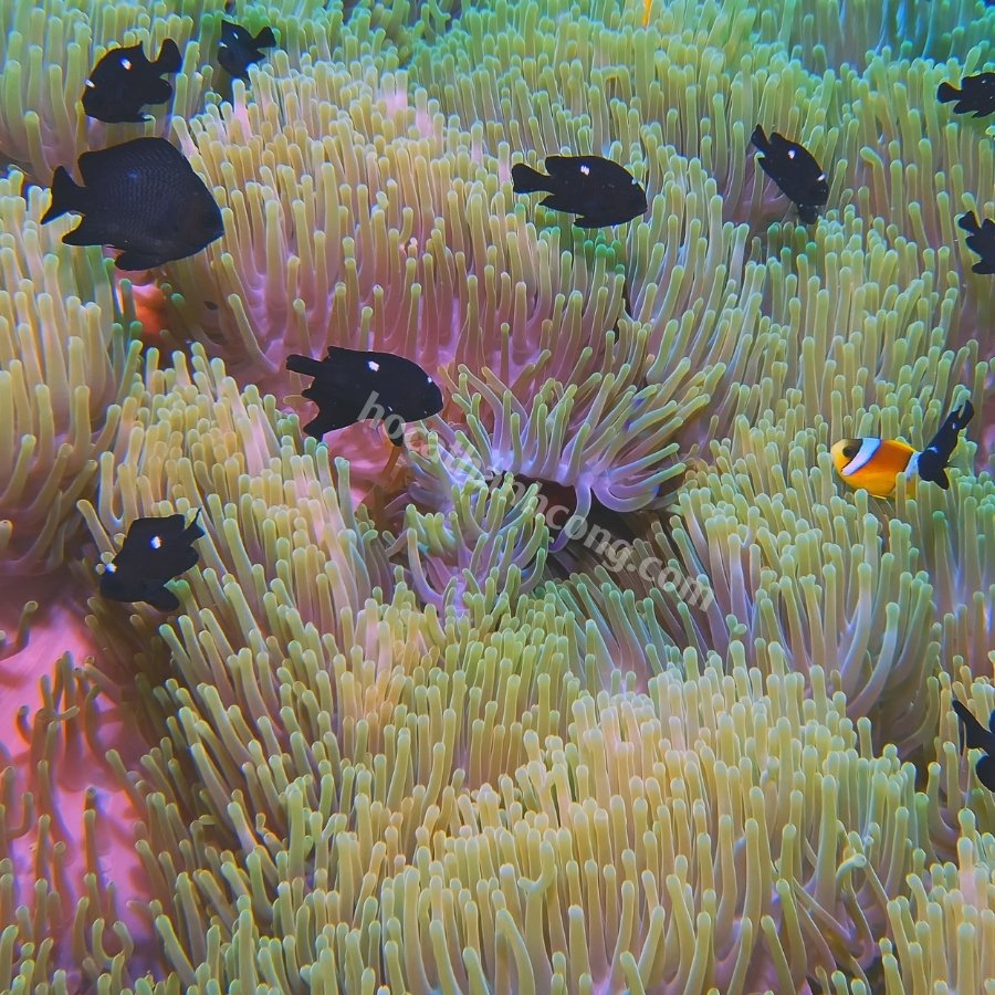 CÁ DOMINO – THREESPOT DAMSELFISH (8)