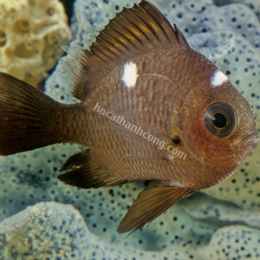 CÁ DOMINO – THREESPOT DAMSELFISH (9)