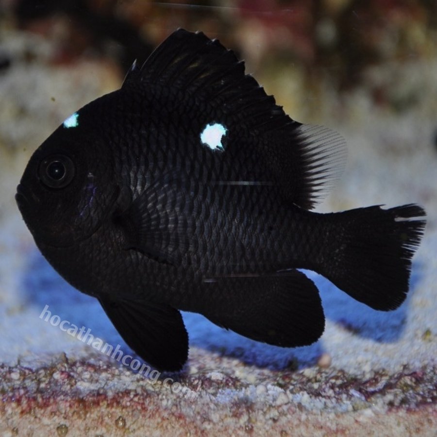 CÁ DOMINO – THREESPOT DAMSELFISH CÁ DOMINO – THREESPOT DAMSELFISH