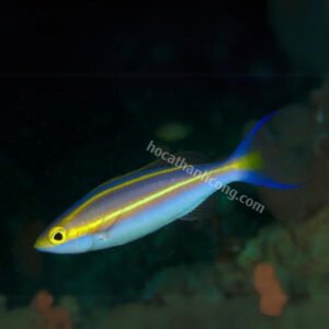 CÁ KẼM TÍM SỌC VÀNG