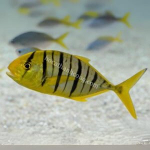 CÁ KHẾ VẰN - GNATHANODON SPECIOSUS