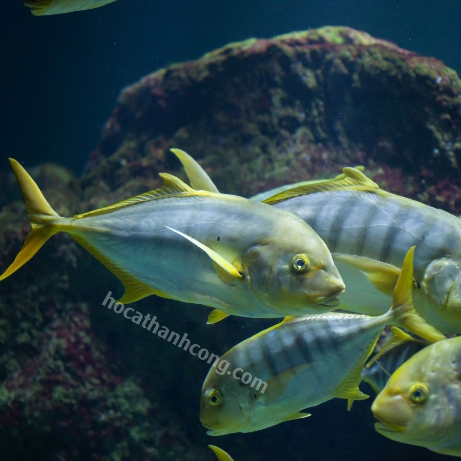 Cá bè vàng Cá bè vàng