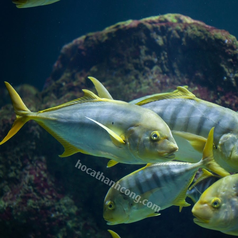 CÁ KHẾ VẰN - GNATHANODON SPECIOSUS (5)