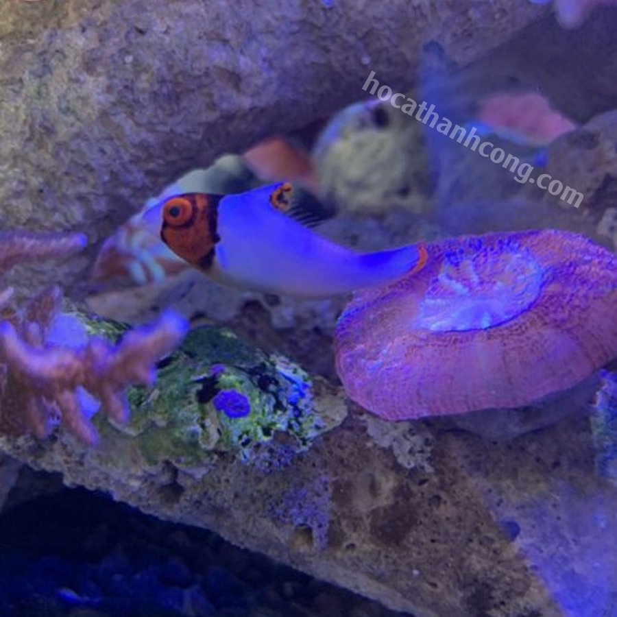 CÁ MÓ LÂN CÁ MÓ LÂN