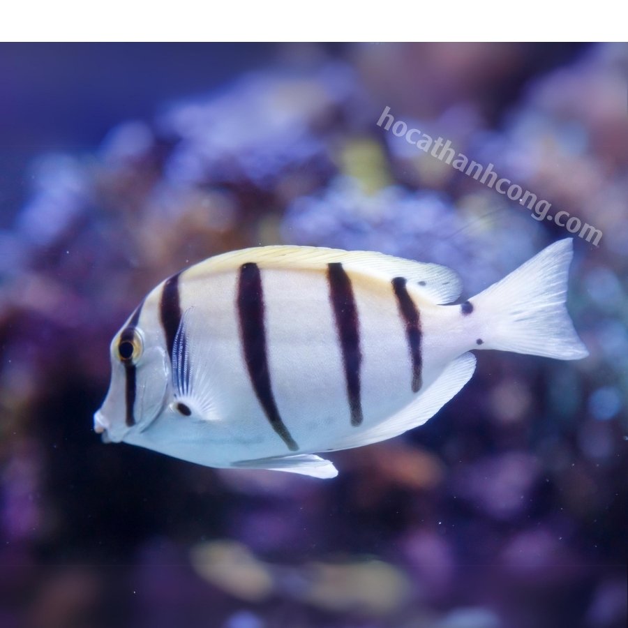 CÁ NẺ SỌC CÁ NẺ SỌC