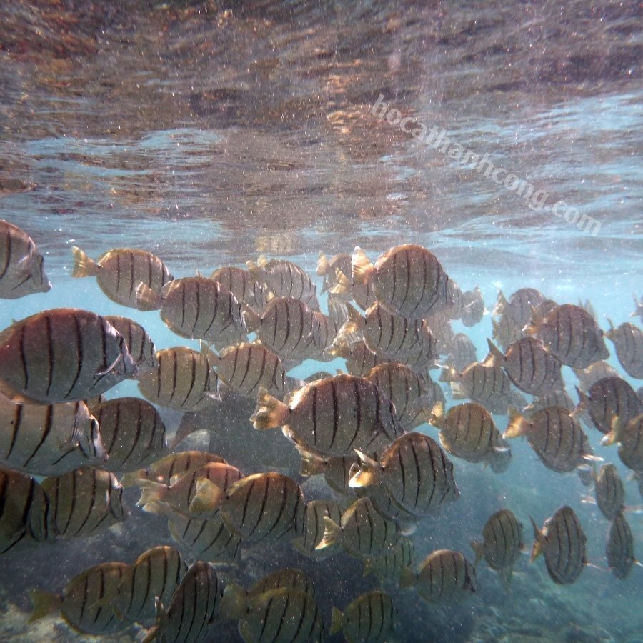 CÁ NẺ SỌC CÁ NẺ SỌC