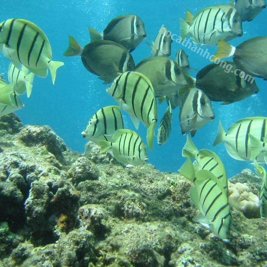 CÁ NẺ SỌC BIỂN CÁ NẺ SỌC BIỂN