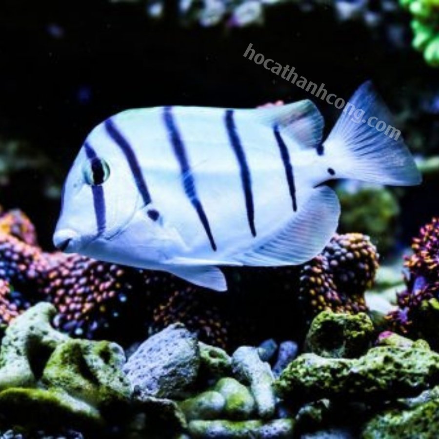 CÁ NẺ SỌC CÁ NẺ SỌC