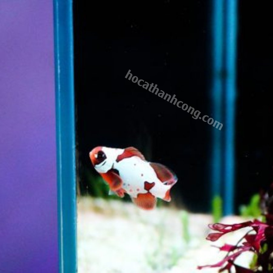 Cá Nemo đột biến Cá Nemo đột biến