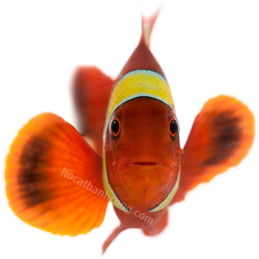 Cá Nemo đột biến Maroon (10)
