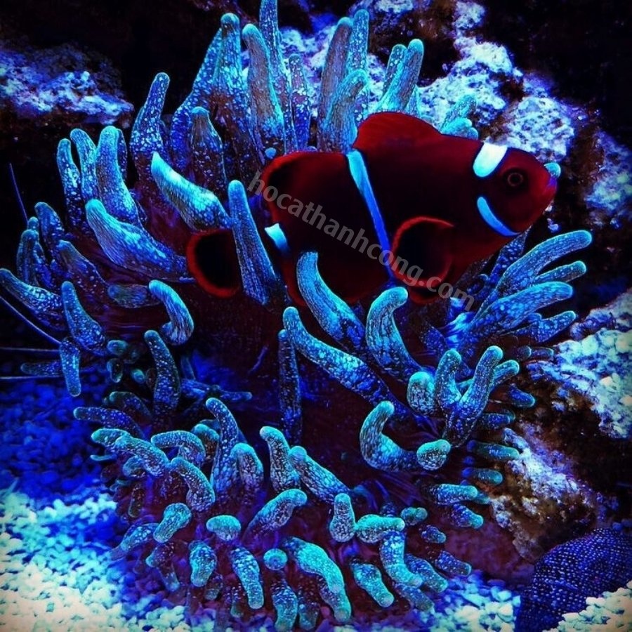 Cá Nemo đột biến Maroon (11)