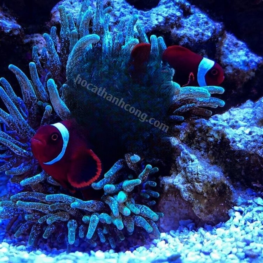 Cá Nemo đột biến Maroon (12)