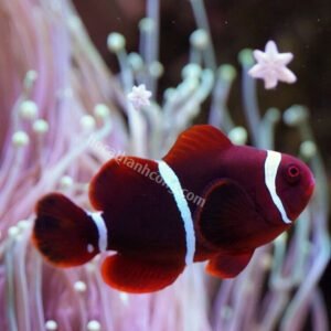 Cá Nemo đột biến Maroon